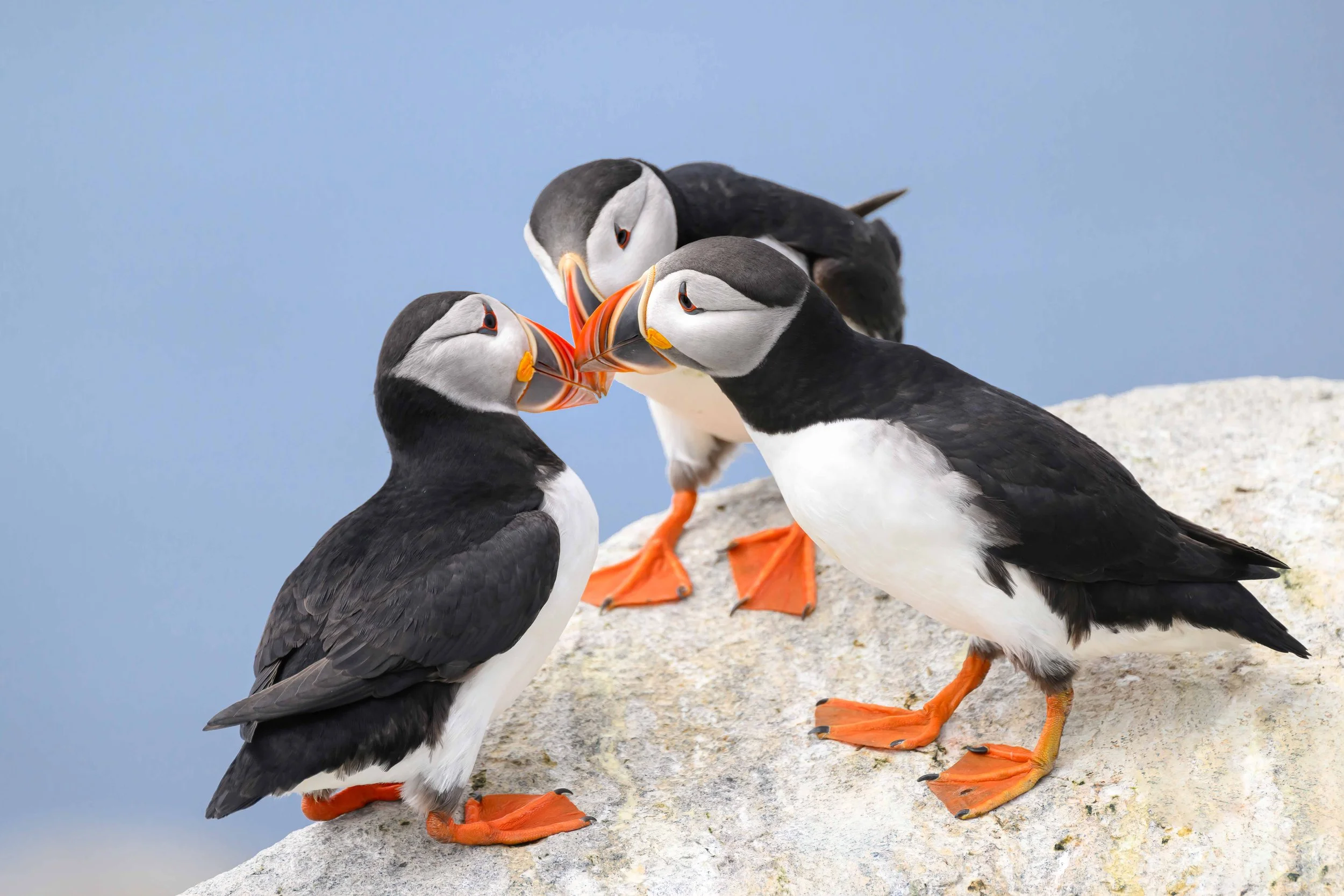 Puffins — Nancy A Orbe Photography